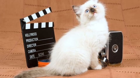 Pet Perfect Stock Music for Your Furry and Fuzzy Video Channel