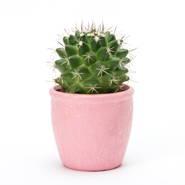 Small-cactus-in-a-pink-pot
