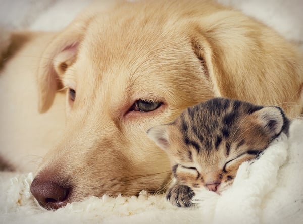 Dog-and-kitten-sleeping-together