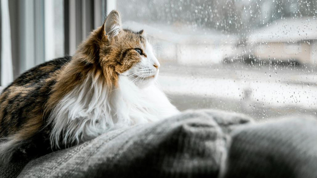 A brown and white cat looks out the window, listening to the best music for rainy days