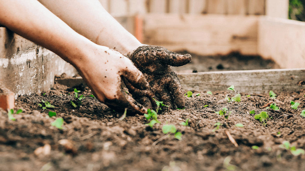 A person plants seedlings for a YouTube gardening video, with the best music for gardening playing in the background.
