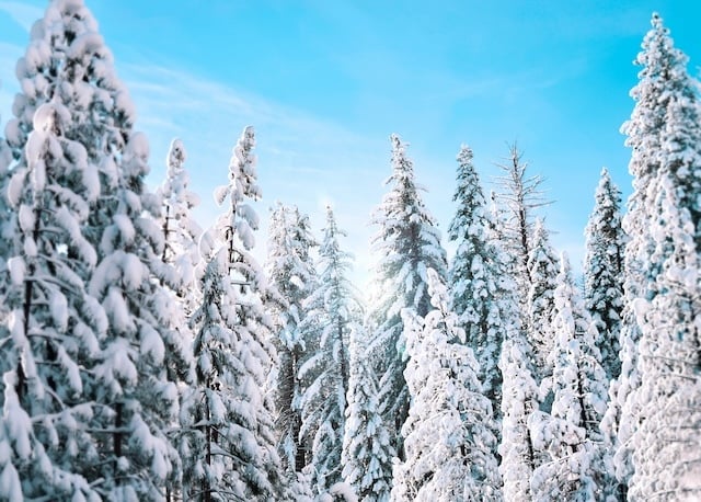 Snow-covered pine trees with blue sky